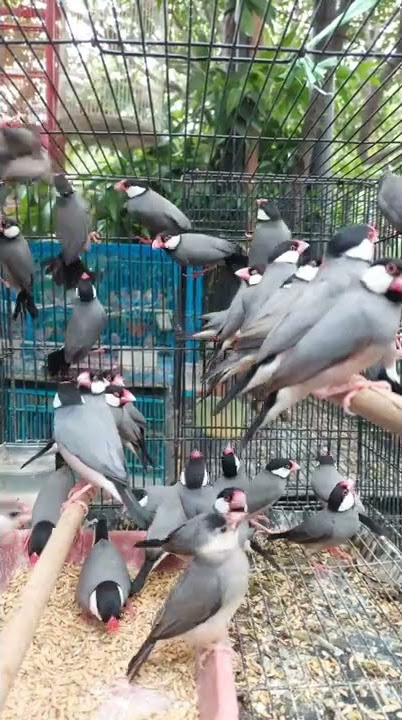 glatik belong cocok buat aviary atau burung hias