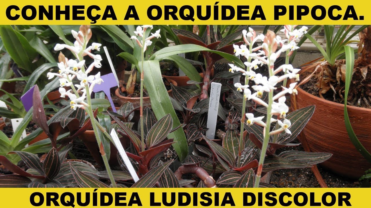 Orquídea Ludisia Discolor | Conheça a Orquídea Pipoca - thptnganamst.edu.vn