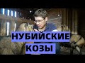 НУБИЙСКИЕ. АНГЛО-НУБИЙСКИЕ КОЗЫ В ХОЗЯЙСТВЕ