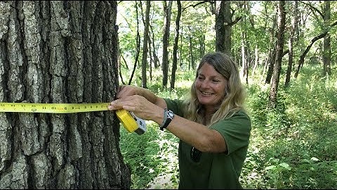 How to Measure Tree Diameter