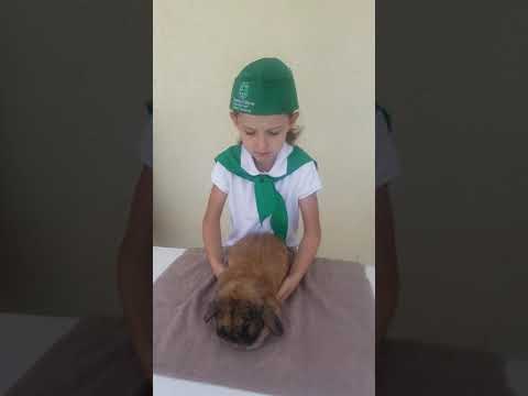 Marijke Henry Primary