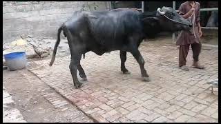 lamness in BuffaloDD ramawatviral