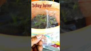 eggplant quick seed germination idea techniques  eggplant brinjalplants garden