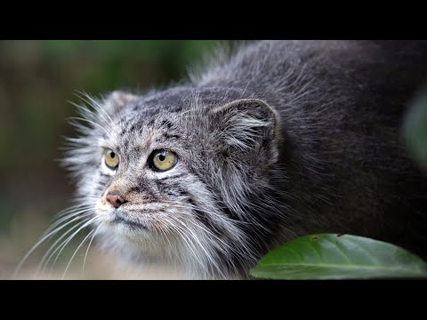 Манул самый ДИКИЙ кот в мире. Интересные факты о мануле.