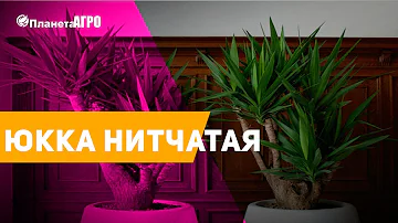 🌾 Семена цветов Юкка нитчатая 🌿 Планета Агро