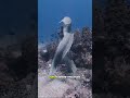 The fish lined up to see a doctor, who turned out to be a shrimp.