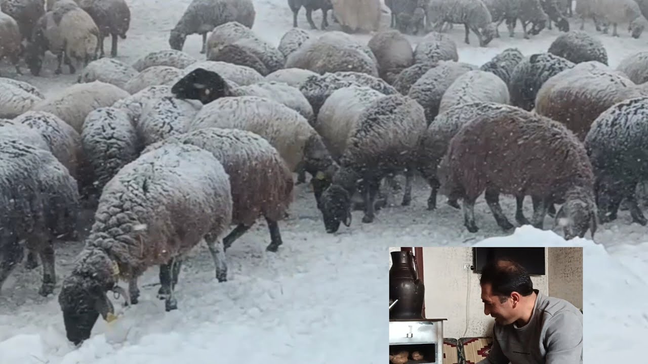 kar tipi içinde koyunlara ot verdik doğuda hayat şartları #köyhayatı#doğudahayat# #erzurumkartipi#