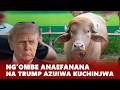 Tazama Ng Ombe Anayefanana Na Trump Serikali Yazuia Kuchinjwa Sikukuu Ya Eid Bangladesh 