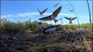 Swallows flight