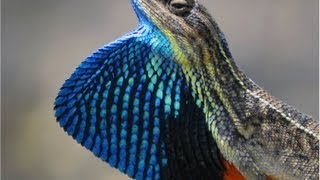 Fan Throated Lizard  (Sitana ponticeriana) by Dr. Akash Akinwar The Fan-throated lizard (Sitana ponticeriana) is a species of agamid lizard found in Nepal,India, Sri Lanka, and parts of Pakistan.

This colorful Lizard is commonly known as "FAN THROATED LIZARD". The beautiful fan of the throat is useful for attracting females as well as to scare enemies. The colors of fan fade away once mating season is over.  I am really lucky to get this video of the lizard in action.

The species is found mostly on the ground in open ground patches in thin forest. When disturbed this lizard sometimes runs with a bipedal gait.