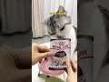 我的小猫真的是小天使呀! #皇家餐包#囤皇家才是猫狗大事#吸猫#我的萌宠真可爱