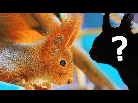 У БЕЛЬЧОНКА ПОЯВИЛСЯ ДРУГ? или ПОДРУГА? или...