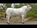 Chianina Beef Cattle | World’s Largest Cattle Breed