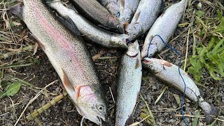 Basic Bank Rigging Trout Powerbait