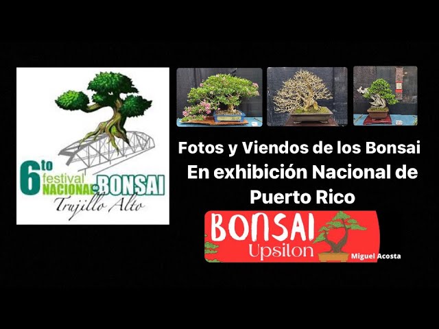 El Arbol Nacional De Puerto Rico Thespesia Grandiflora Wikipedia, La