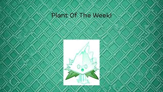 Plant Of The Week  Fila Mint