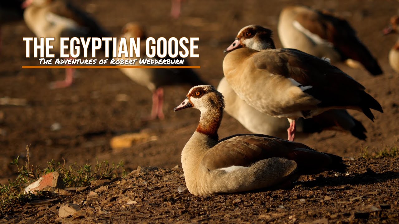 Egyptian Goose - British Waterfowl Association Species account for