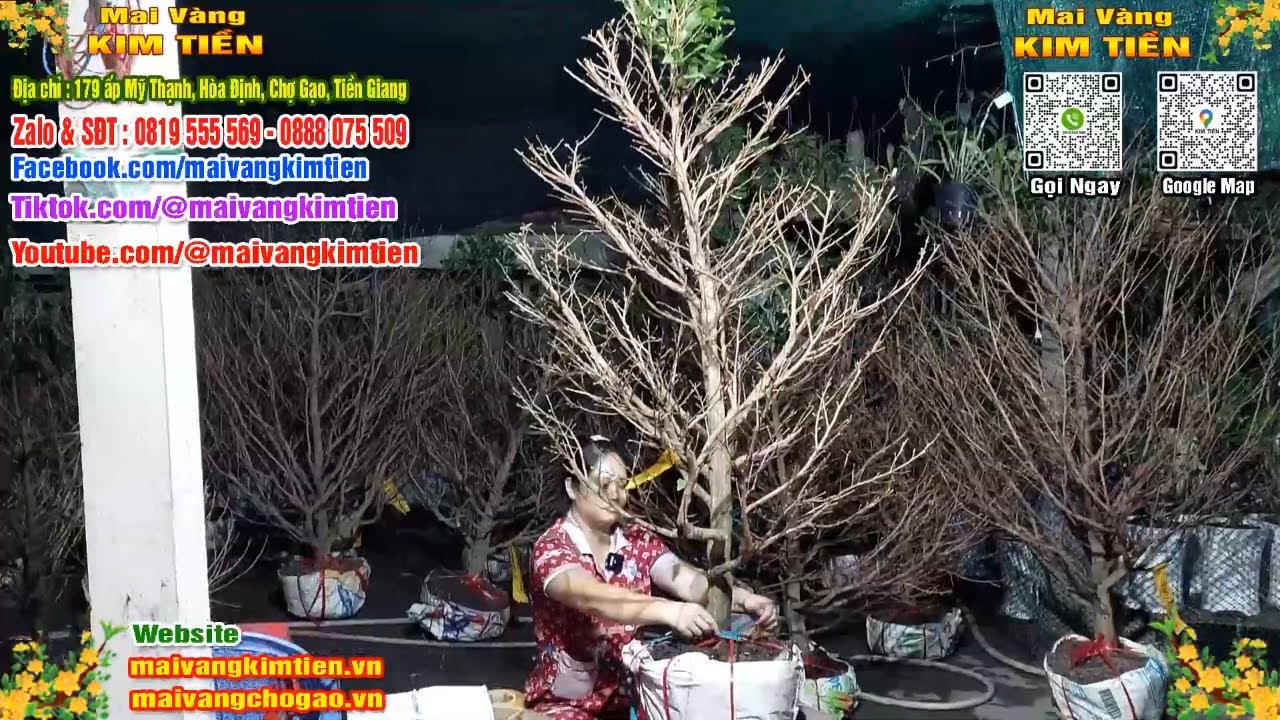 Phôi Mai Thủ Đức Giá Rẻ Bao Ship Bao Sống Toàn Quốc - Mai Vàng Kim Tiền Chợ Gạo
