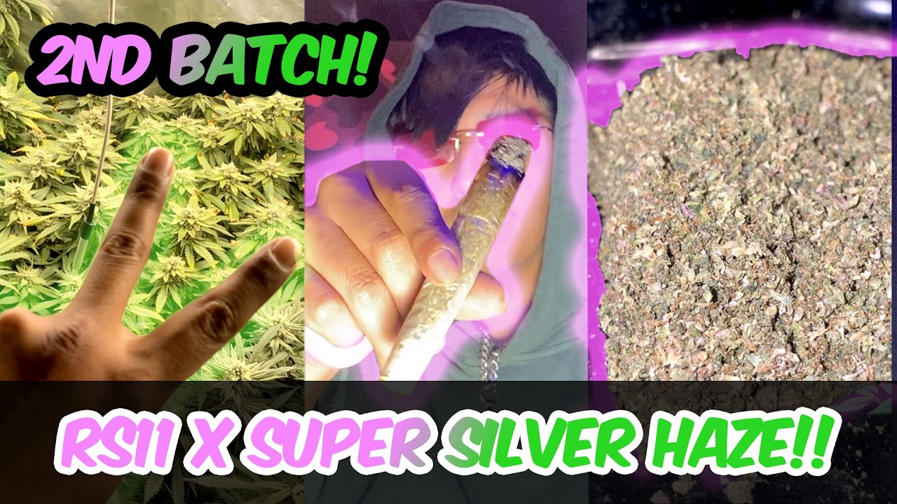 14 grams Review of Super Silver Haze x RS11 !!  (UK) GreenHouse Seed Review 