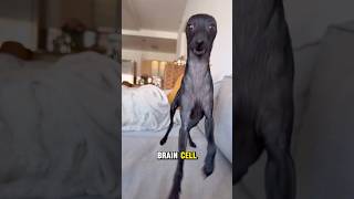 “Final Brain Cell” Dog Dance 😂 Peachy Is OUT OF CONTROL!