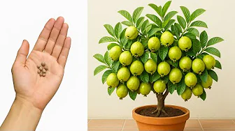How to Grow Guava from Seeds - Step by Step Guide for Beginners
