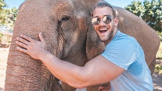 ? Sei NICHT dieser Elefant!