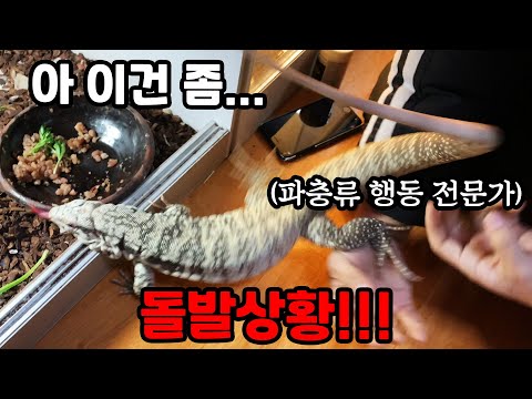 포악한 <strong>도마뱀을</strong> 길들이기 위해 전문가를 불렀습니다ㄷㄷ