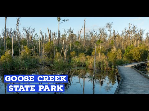 Guide to Goose Creek State Park | Beautiful boardwalk with great views