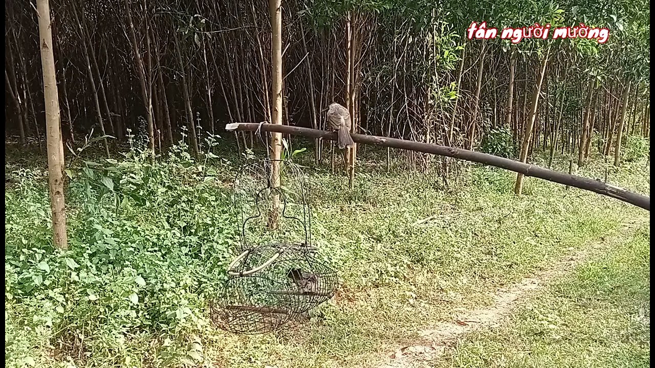 Bẫy chim chào mào bông ngày 11 tháng 6 năm 2025