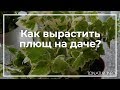 How To Grow Ivy In Your Garden ToNature Info 