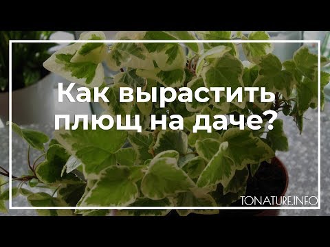 Как вырастить плющ