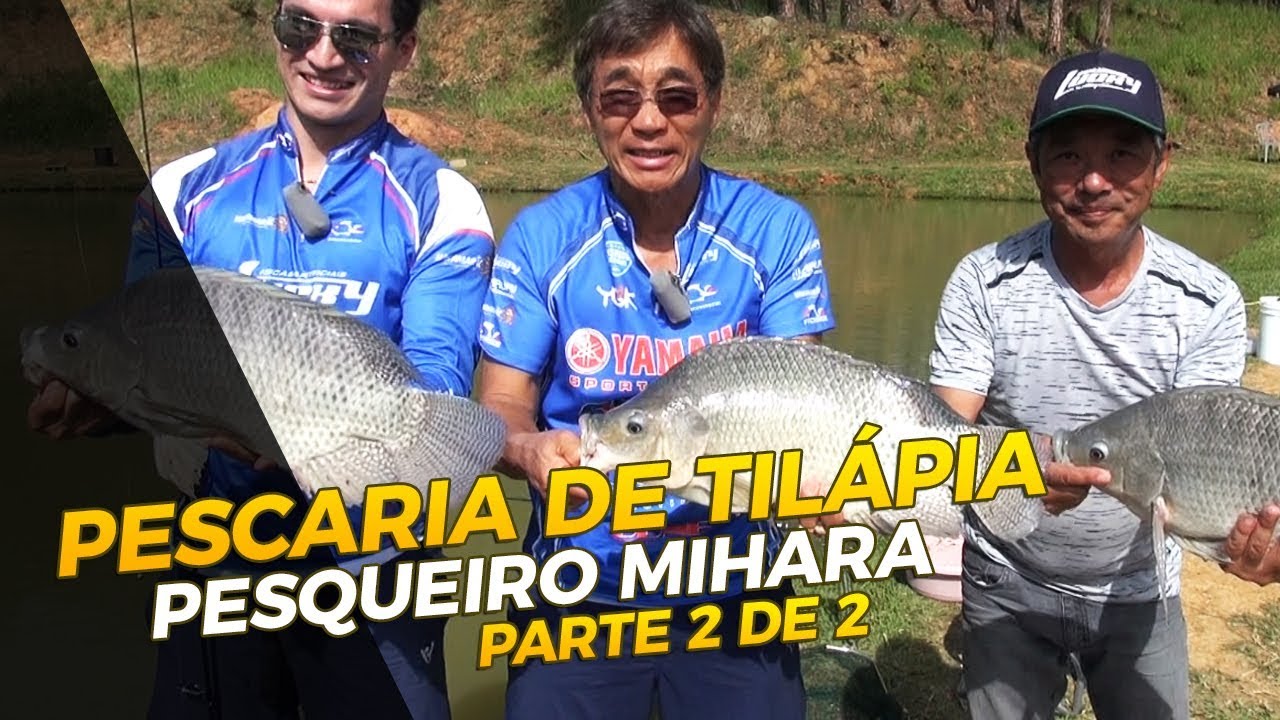 PESCARIA DE TILÁPIAS com a Família Nakamura. pesqueiro MIHARA