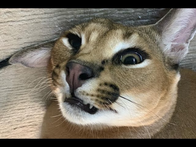 Caracal Gregory Meow Compilation : Big Floppa : Каракал 