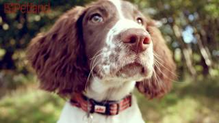 Fun Facts About English Springer Spaniels