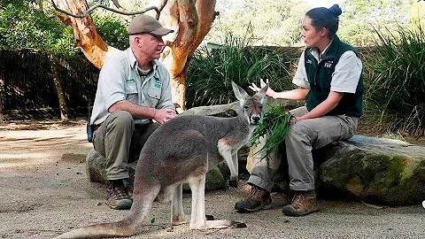 Taronga Hayvanat Bahçesi'nde Kırmızı Kanguru Hikayeleri