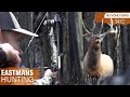 SCREAMING bulls IN YOUR FACE! Bow hunting Elk in the backcountry with Grizzlies