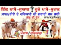 Khanpur ludhiana ox race 12052024