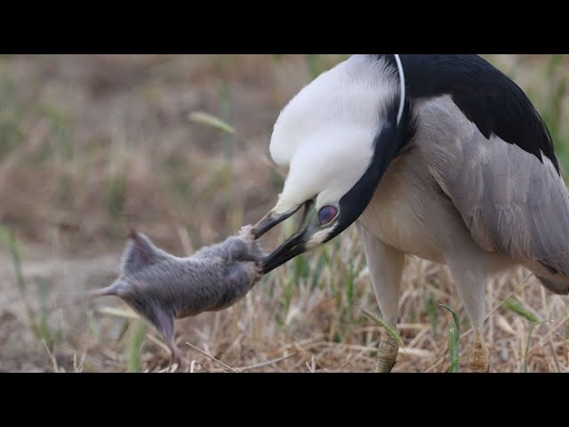 Black Crowned Night Heron once again shows his hunting prowess class=