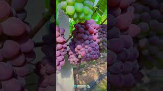 High quality purple grapes grown from F1 varieties Satisfying shortsvideo