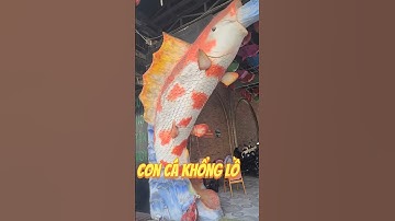 Con cá nhỏ, con cá to , con cá khổng lồ #shortvideo
