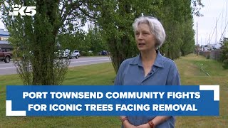 Port Townsend community fights for iconic trees facing removal
