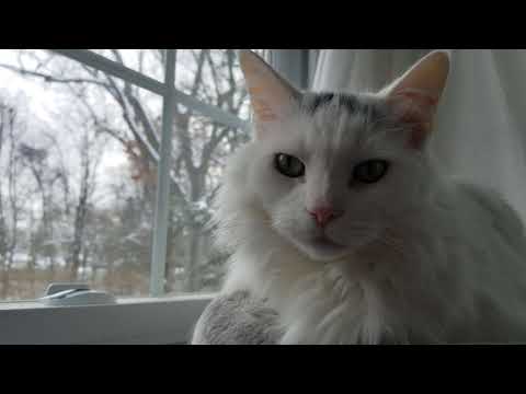 Snow Day for Bobby Fluffy Turkish Van White Kitty Billi