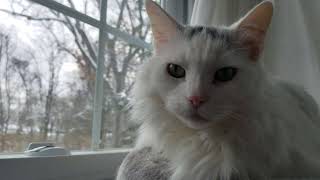Snow Day for Bobby Fluffy Turkish Van White Kitty Billi by Mighty Funny Cats 85 views 2 years ago 1 minute, 30 seconds