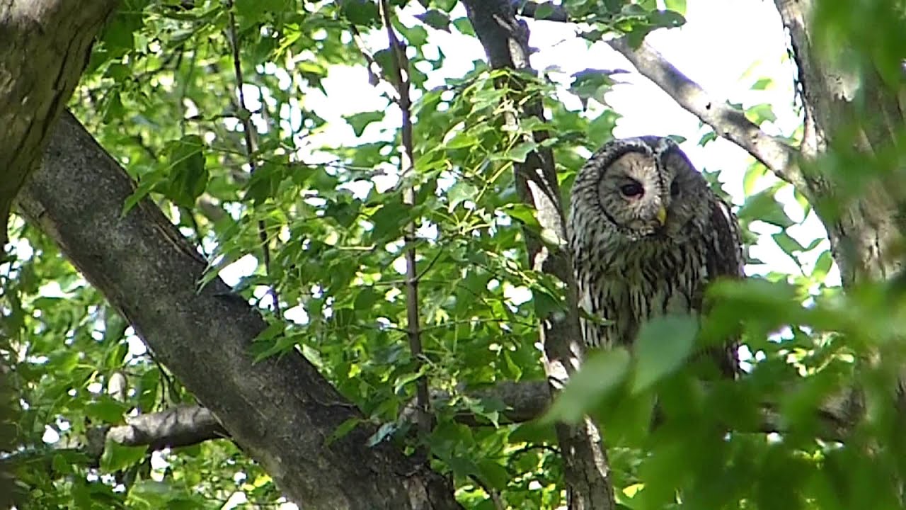 野鳥 フクロウ Strix Uralensis Youtube