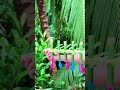 ​"Unbelievable Bamboo Creativity! 🎋🎈 You won't believe how it works!"#bamboo #shortvideo #diy #toys