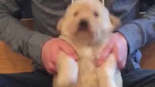 Drumming puppy air tonight