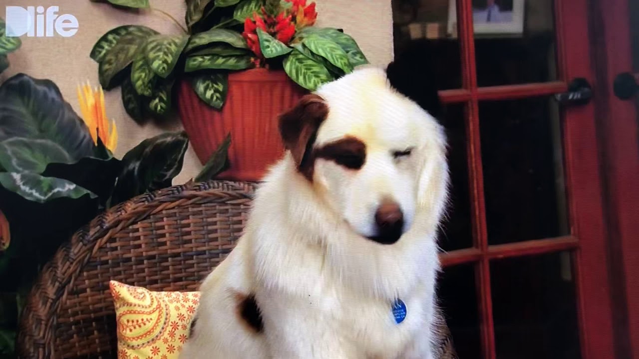 ブログ犬スタン 日本語版 Youtube