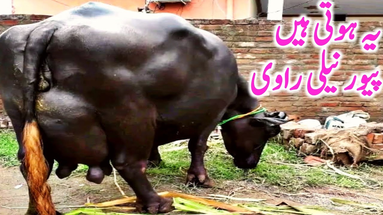 Bhens Pure Neli Ravi Buffalo Bhens World Biggest Udder Buffalo || Global ...
