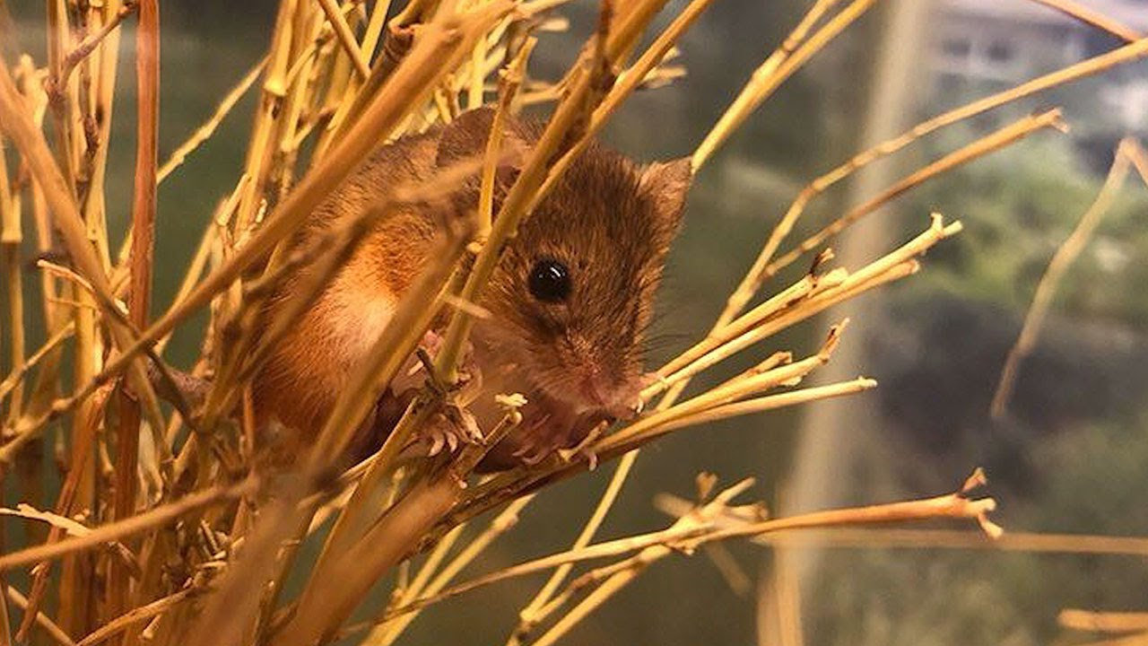カヤネズミ 1匹でもいいけれど ダーウィンが来た みんなのどうぶつえんすいぞくかん カヤネズミ 1匹でもいいけれど ダーウィンが来た みんなのどうぶつえんすいぞくかん