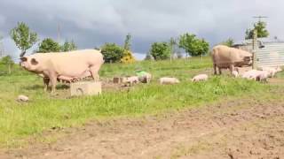 Éleveurs Certifiés - Les élevages de Porc Bio